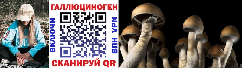 Псилоцибиновые грибы Magic Shrooms  купить закладку  Ростов-на-Дону 